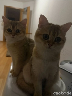 Zwei liebevolle BKH-Brüder in black golden shaded suchen gemeinsam ein neues Zuhause