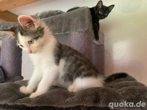 ragdoll mix katerchen