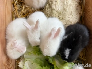 English Angora Kaninchen   Kaninchen   Angora 