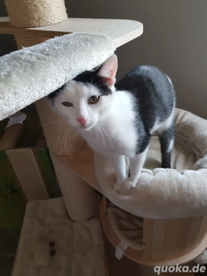 2 süsse Kätzchen aus Tierschutz 