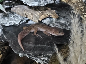 1.0 Midnight Blizzard Leopardgecko aus 2022