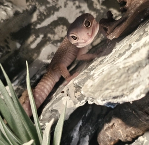 1.0 Midnight Blizzard Leopardgecko aus 2022
