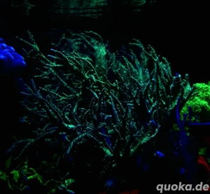 Korallen Ableger Sinularia Mint Green (gerne tausch)  