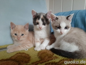 BKH   EKH Mix Kitten ! Sofort zum mitnehmen!