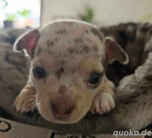 Chihuahua kurzhaar Welpe Rüde Grau braun