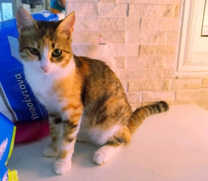 Kätzchen aus dem Tierschutz