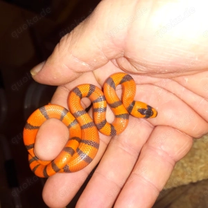 Lampropeltis t Hondurensis Nz25 Hypo 