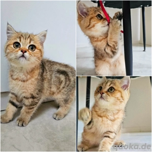 BKH  golden Tiger-Kätzchen m +w
