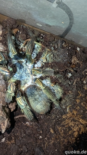 Vogelspinne 0.1 Thrixopelma pruriens