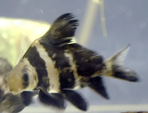 sänger sucht -------