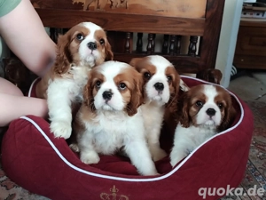 Cavalier King Charles Spaniel Welpen   Blenheim