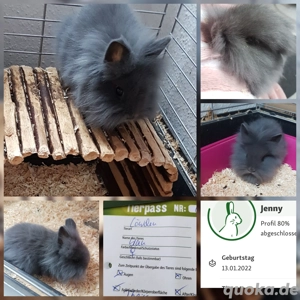 reinrassige löwenkopf Teddy Zwergkaninchen