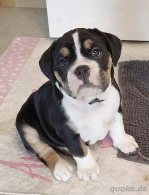 Hübsch **New ENGLISH BULLDOG HÜNDIN sucht tolles Zuhause!!
