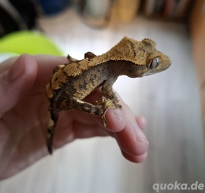 Correlophus ciliatus 0.0.1 Harlequin Kronengecko DNZ 06.2025