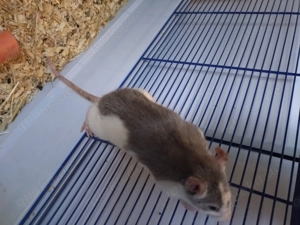 Liebe junge männliche   Weibliche  Ratten suchen ein neues Zuhause! 