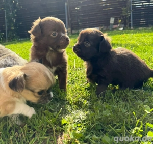 Chihuahua Welpen 