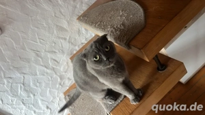 bkh mix kastriert Mädel 3 jahre alt.