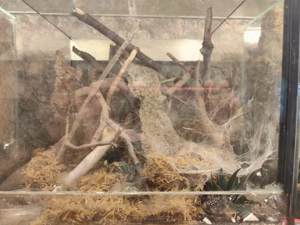 0.0.1 chromatopelma cyaneopubescens mit Terrarium