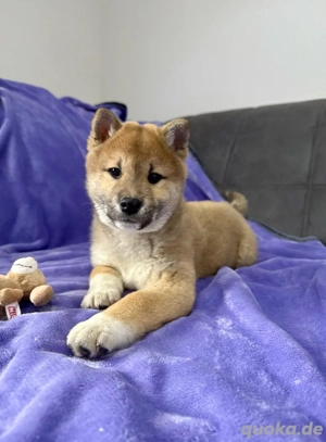 2 Shiba Inu Welpen, Hündin, Rüde Bild 2