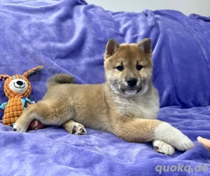 2 Shiba Inu Welpen, Hündin, Rüde Bild 3