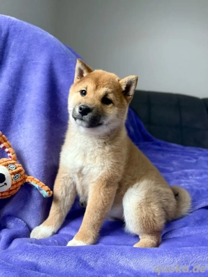 2 Shiba Inu Welpen, Hündin, Rüde Bild 4