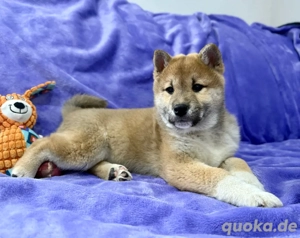 2 Shiba Inu Welpen, Hündin, Rüde Bild 1