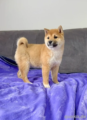 2 Shiba Inu Welpen, Hündin, Rüde Bild 5