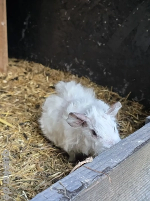 Meerschweinchen zu verkaufen