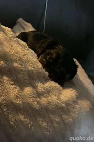 baby yorkshire terrier welpe Bild 3