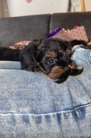 baby yorkshire terrier welpe Bild 5