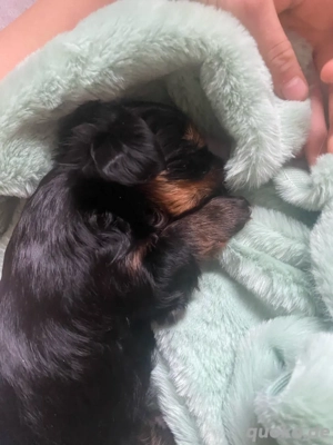 baby yorkshire terrier welpe Bild 4
