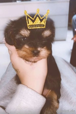 baby yorkshire terrier welpe Bild 2