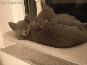 wunderschöne britisch kurzhaar britisch langhaar Mix Kitten 