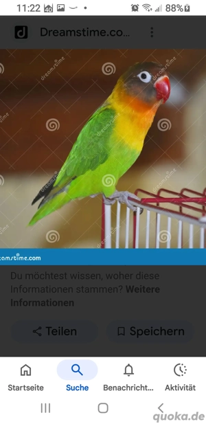 Agaporniden schwarzeköpfchen 