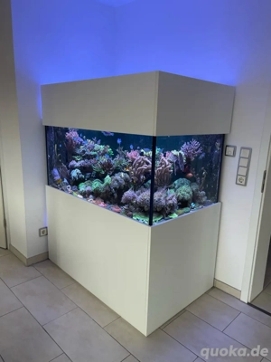 meerwasser aquarium korallen 