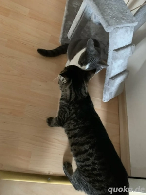 Katzen zu Verkaufen