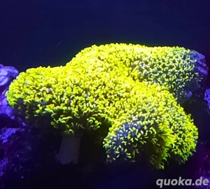 Korallen Ableger Briareum Violaceum (gerne tausch)