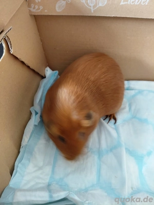 Kastrat zur abgabe meerschweinchen bock Erzieher 