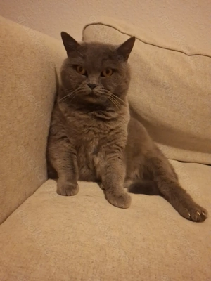 2 liebevolle Hauskatzen 