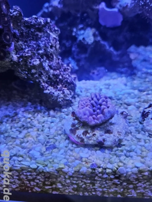 Korallen Meerwasser Bild 2