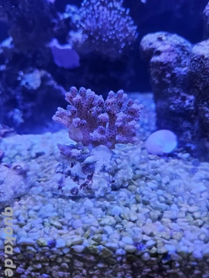 Korallen Meerwasser Bild 3