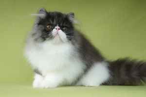 junge Perserkätzin aus Hobbyzucht