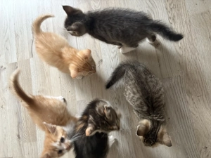 Kitten in liebevolle Hände abzugeben 