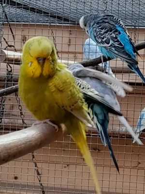 Wellensittiche in schönen Farben 