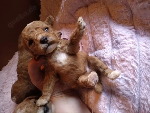 Zauberhaftes Maltipoo Welpen rot weiß ,rot , schön klein F1b  Verpaarung 