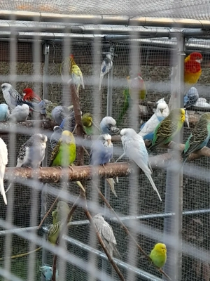 Vögel aus Außenvoliere 