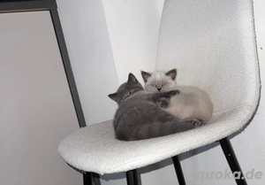 BKH katze mit stammbaum 