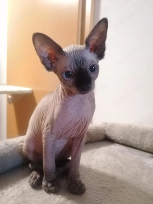 Canadian Sphynx