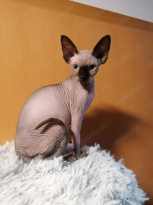 Canadian Sphynx