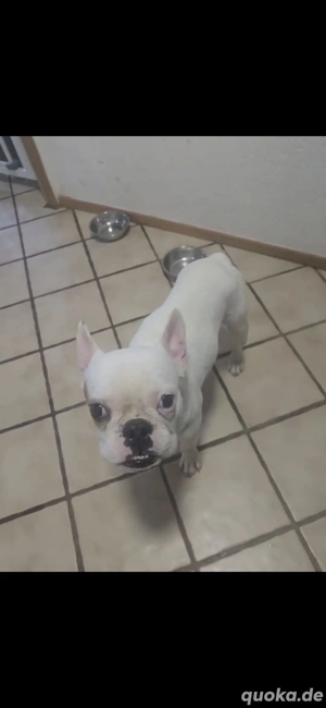 französische bulldoge 